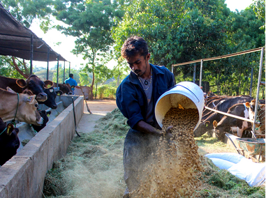 පැල්වත්ත කිරි සමාගම කිරි කර්මාන්තය ආශ්‍රිත  නව ආධාරක කර්මාන්ත නිර්මාණය කරයි