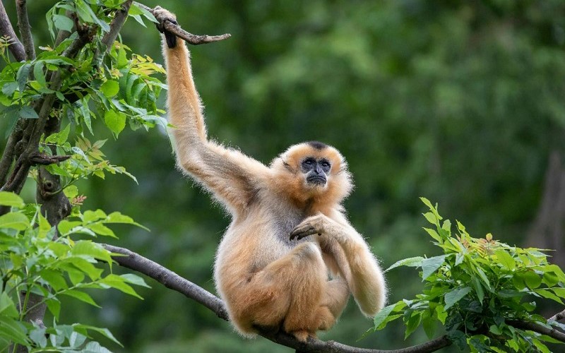 IUCN and Huawei Explore How Technology Helps Repopulate the Critically Endangered Hainan Gibbon