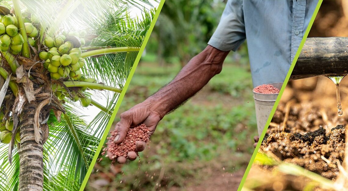 தெங்குச் செய்கையில் அதிக விளைச்சலுக்காக DIMO Agribusinesses இடமிருந்து வெற்றிகரமான தீர்வுகள்